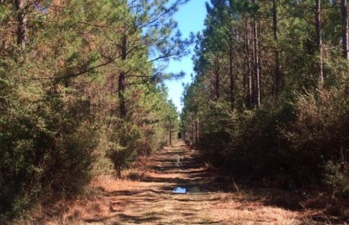 240 Acre Multiple Use Timberland Property in St. Tammany Parish Louisiana