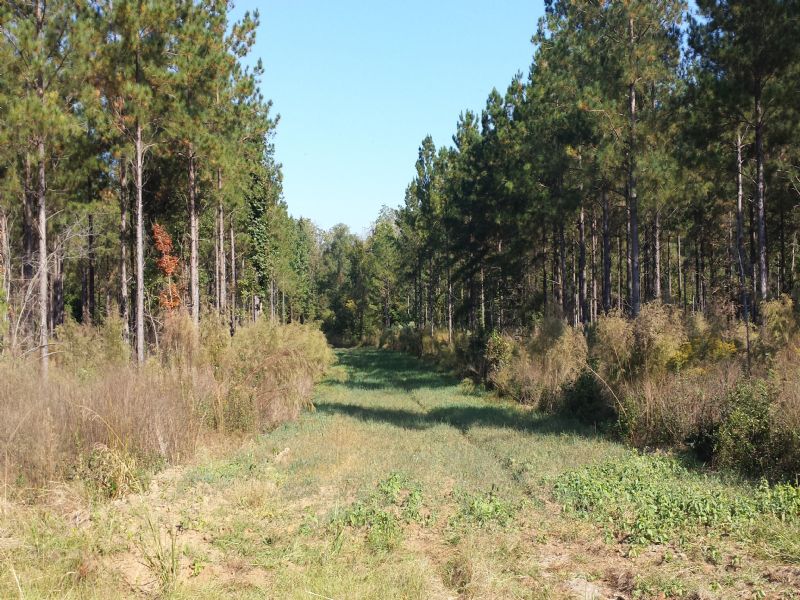 Kiokee Preserve Quality Hunting Property in Southwest