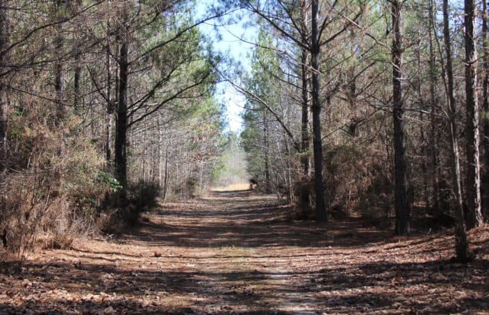 Alabama Tract Offers Excellent Hunting and Income Potential
