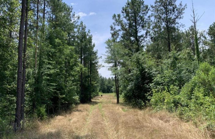 Black Belt Hunting Property Offered for the First Time in Generations