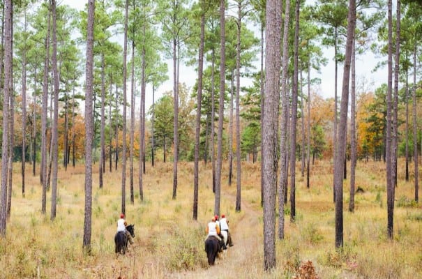 Cane Mill Plantation: Available for the First Time in Five Generations ...