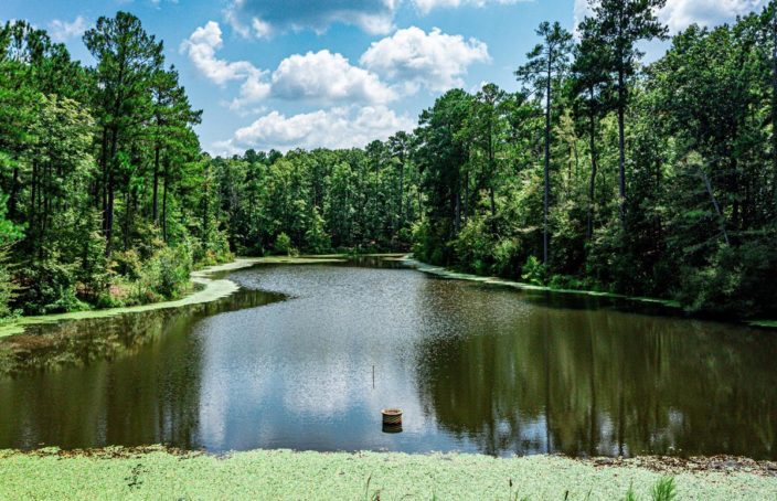 Georgia Plantation Offers Wide-Ranging Habitats & Timber Opportunities