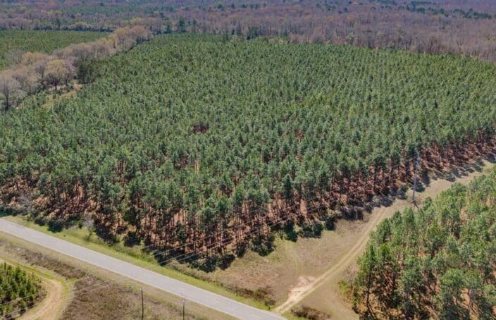 Homestead Property Stacked with Longleaf Timber