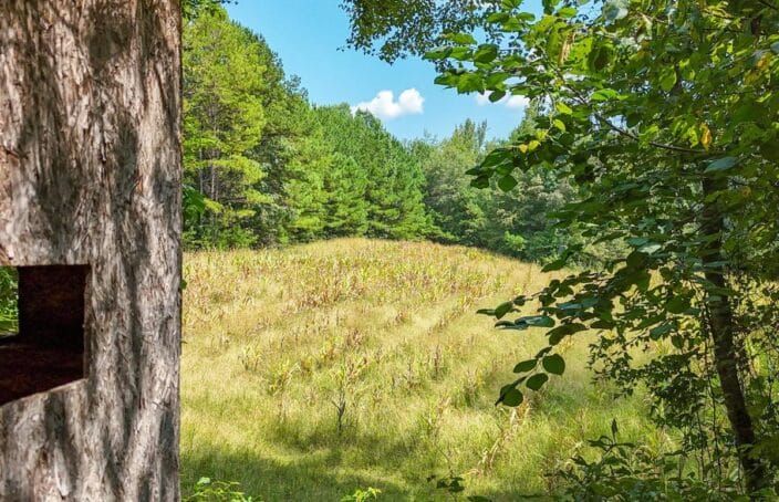 Hunting, Timber, Homesites in Peaceful Rural Setting