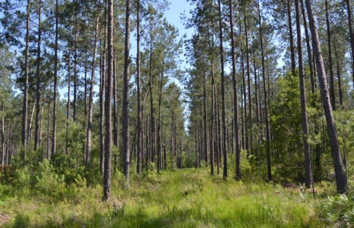 Large Acreage Timberland with Protected Resources