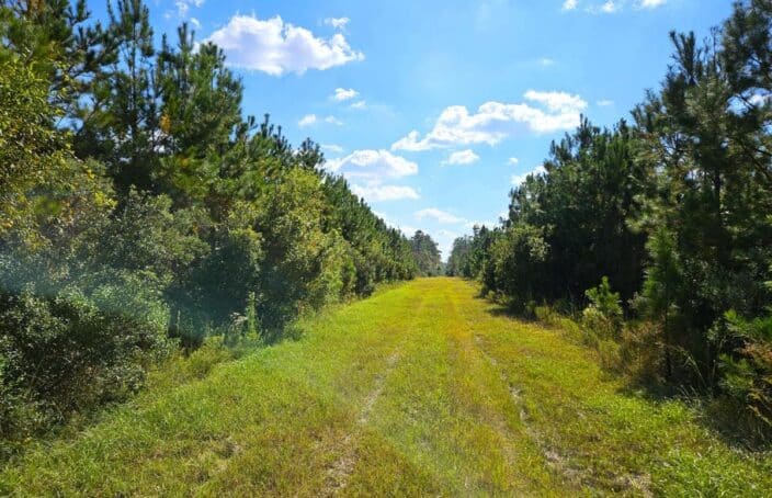 Large Timberland Tract In A Strong Wood Market