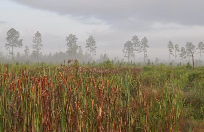 Longleaf Pine Savanna Habitat Offers Tremendous Hunting