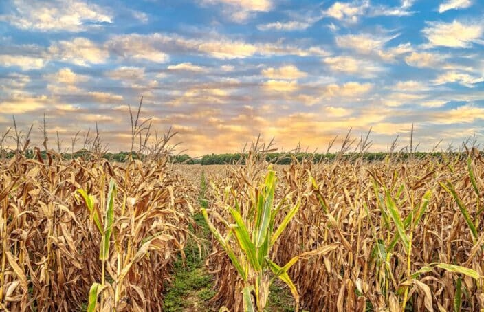 Louisiana Row Crop Farm with CRP