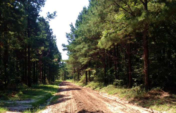 Mississippi Plantation Intensively Managed for Timber and Wildlife