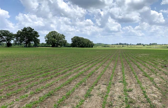 Productive Row Crop Land in the Heart of Alabama’s Black Belt