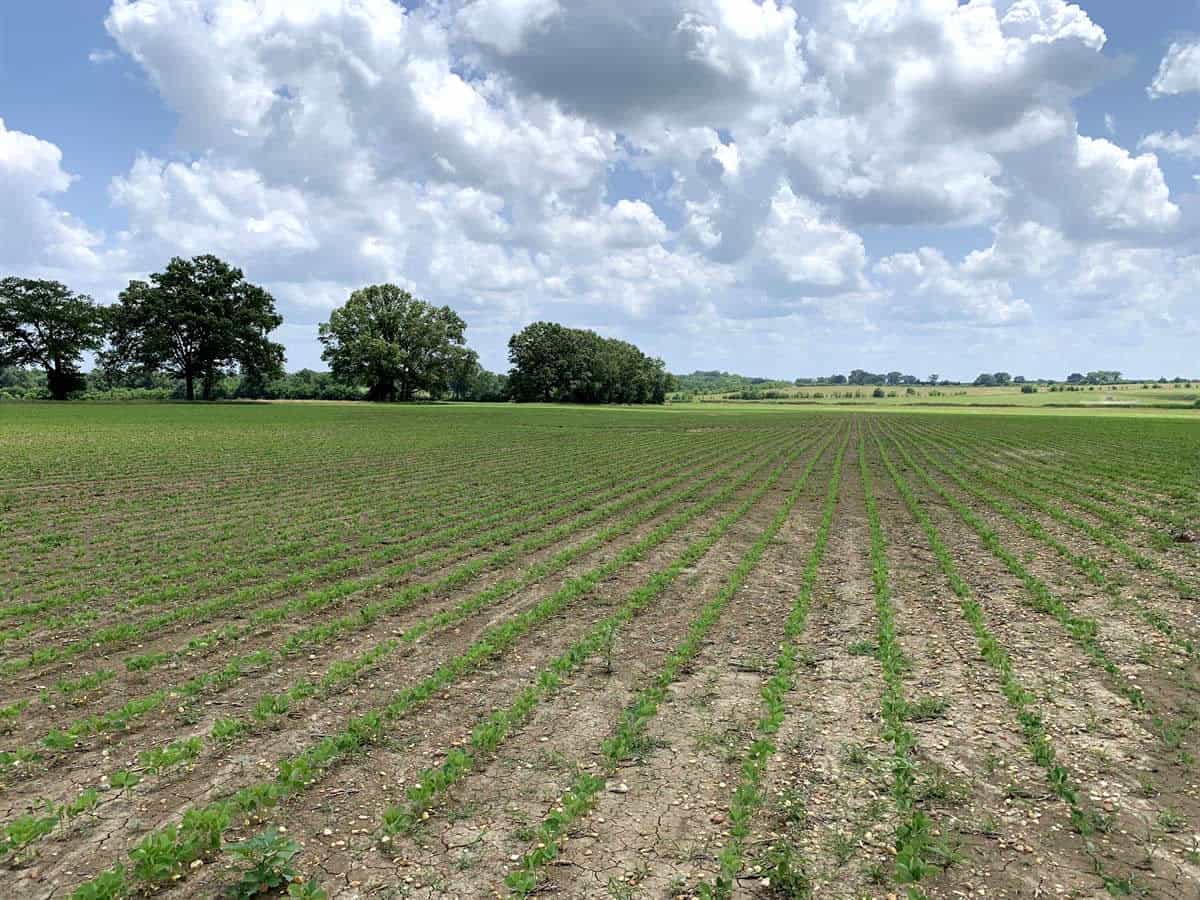 Productive Row Crop Land in the Heart of Alabama’s Black Belt