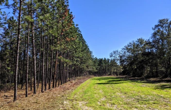 Recreational and Timber Investment Opportunity in the Florida Panhandle