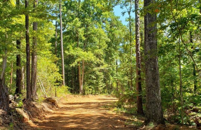 Sealed Bid Auction: Mulberry Grove Timberland Tract in Georgia