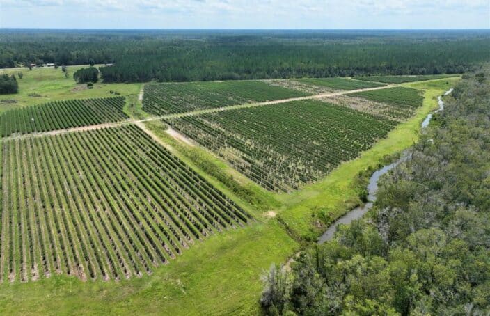 South Georgia Blueberry Farm with Excellent Potential for ROI