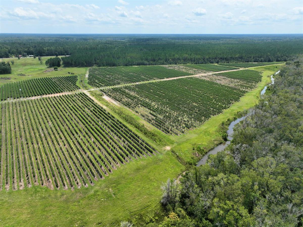 South Blueberry Farm with Excellent Potential for ROI