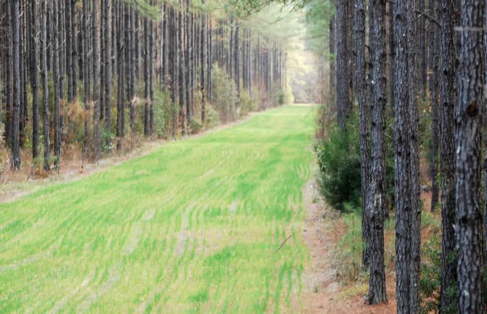 Three Creeks Plantation Offers Hunting, Timberland, & Hay Production