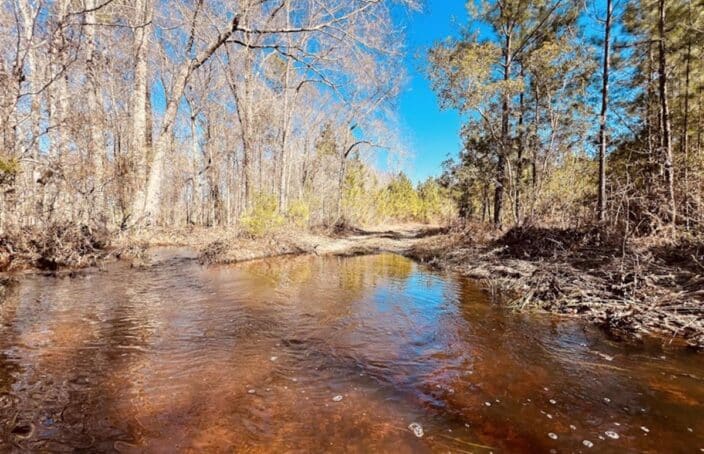 Managed Timberland Offers Diverse Hunting, Creek Frontage