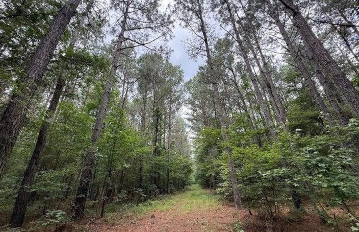Timberland Property Offers Recreational and Investment Opportunities